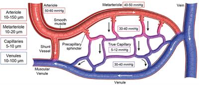 Fluid Therapy and the Microcirculation in Health and Critical Illness